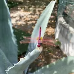 B&B Il Giardino Delle Meraviglie Melito Di Porto Salvo