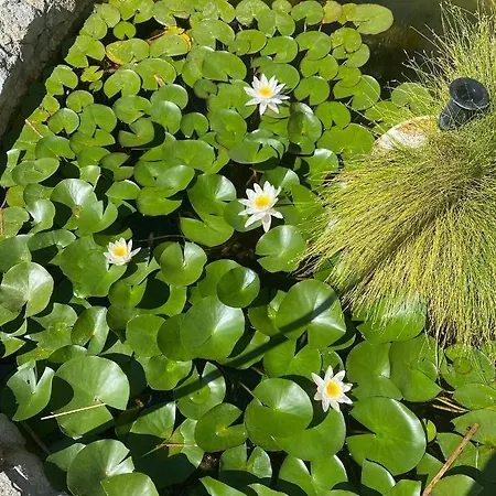 Il Giardino Delle Meraviglie Bed & Breakfast