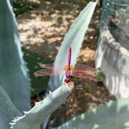 Il Giardino Delle Meraviglie Melito Di Porto Salvo