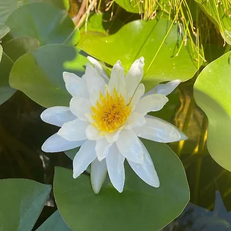 Il Giardino Delle Meraviglie Bed & Breakfast Melito Di Porto Salvo