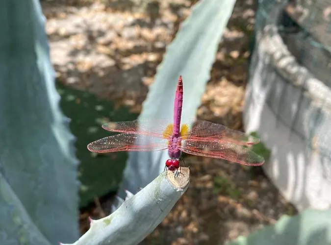 Il Giardino Delle Meraviglie Melito Di Porto Salvo
